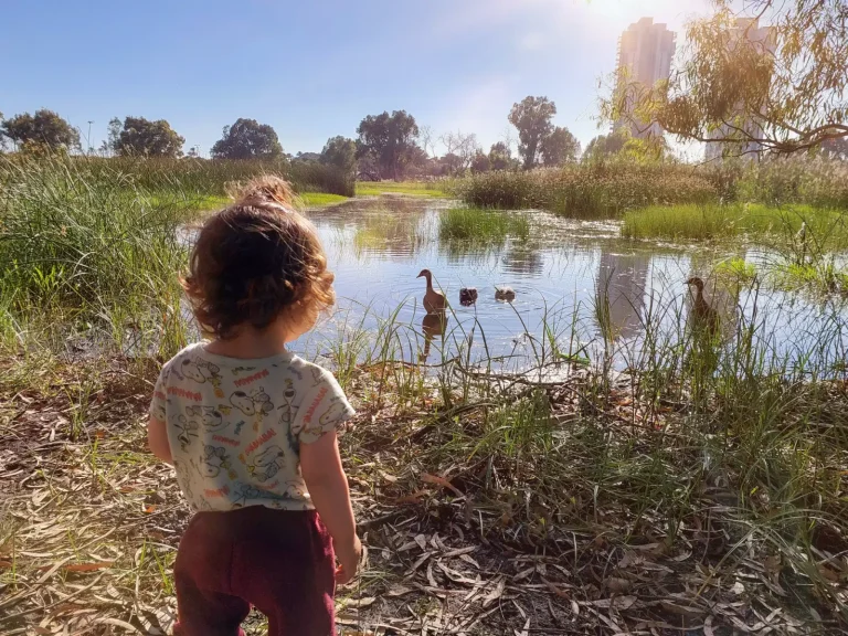 A toddler seen from behind watches ducks on a pond surrounded by reeds and trees.