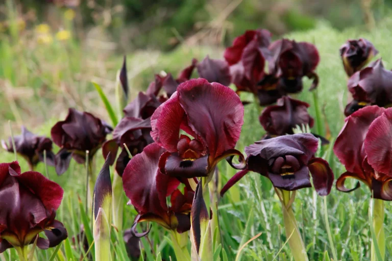 Dark purple irises in bloom among green grass.