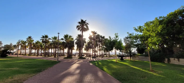 A paved path between green lawns leads to a row of palm trees with the sun shining through them.